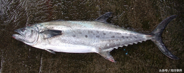 常見(jiàn)的海鮮你都知道名字嗎？（大型魚(yú)篇）