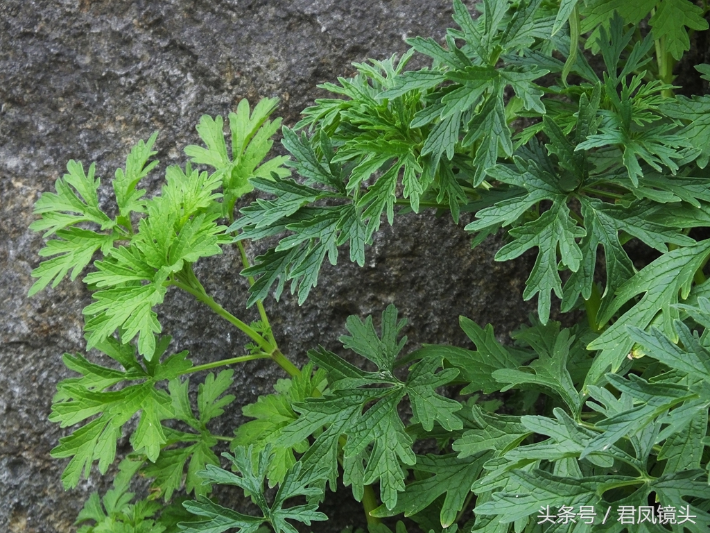 益母草长啥样（深扒历代医家治疗妇科病的要药益母草）