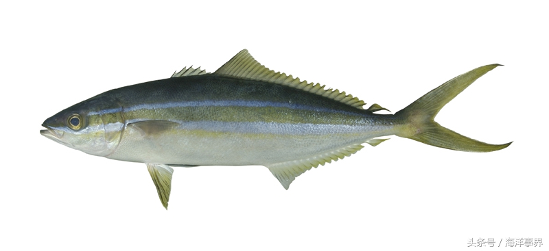 常見(jiàn)的海鮮你都知道名字嗎？（大型魚(yú)篇）