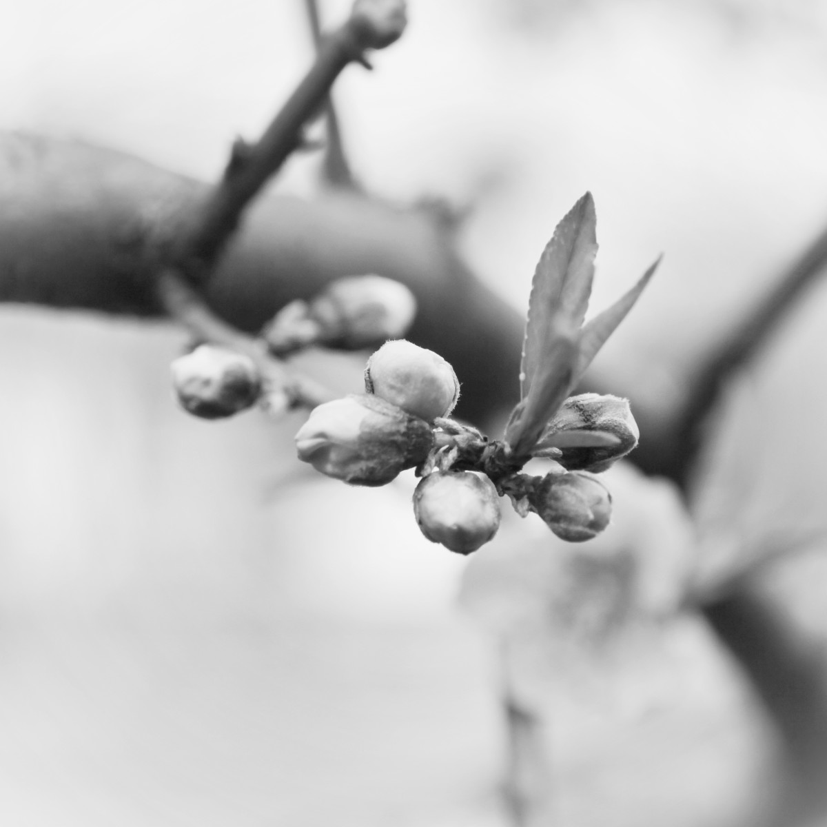 图虫黑白摄影：桃花劫