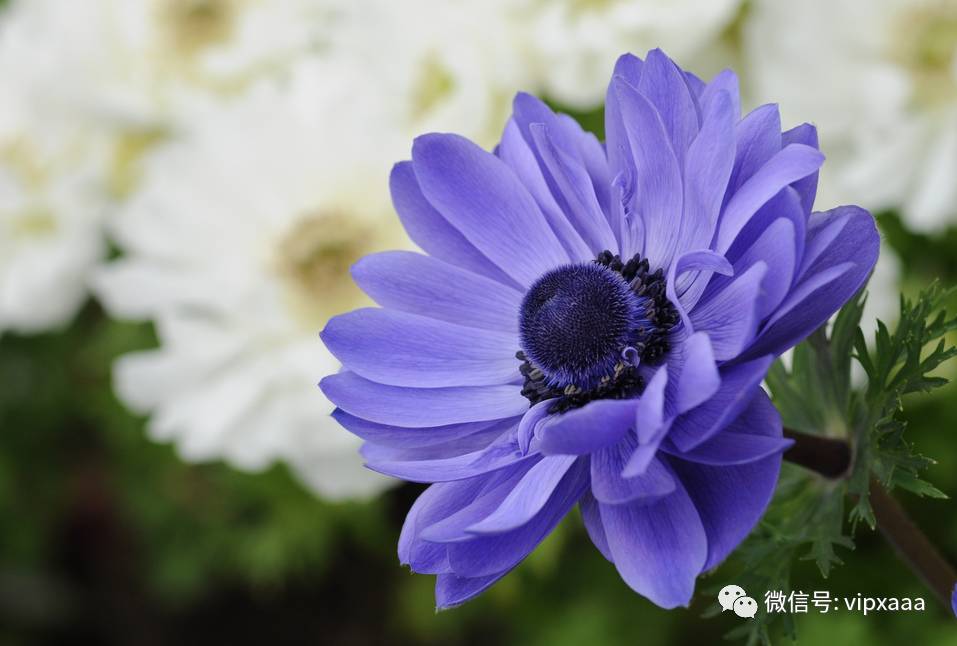 这28种蓝色的花见过5种算你厉害，见过10种请接受膜拜！