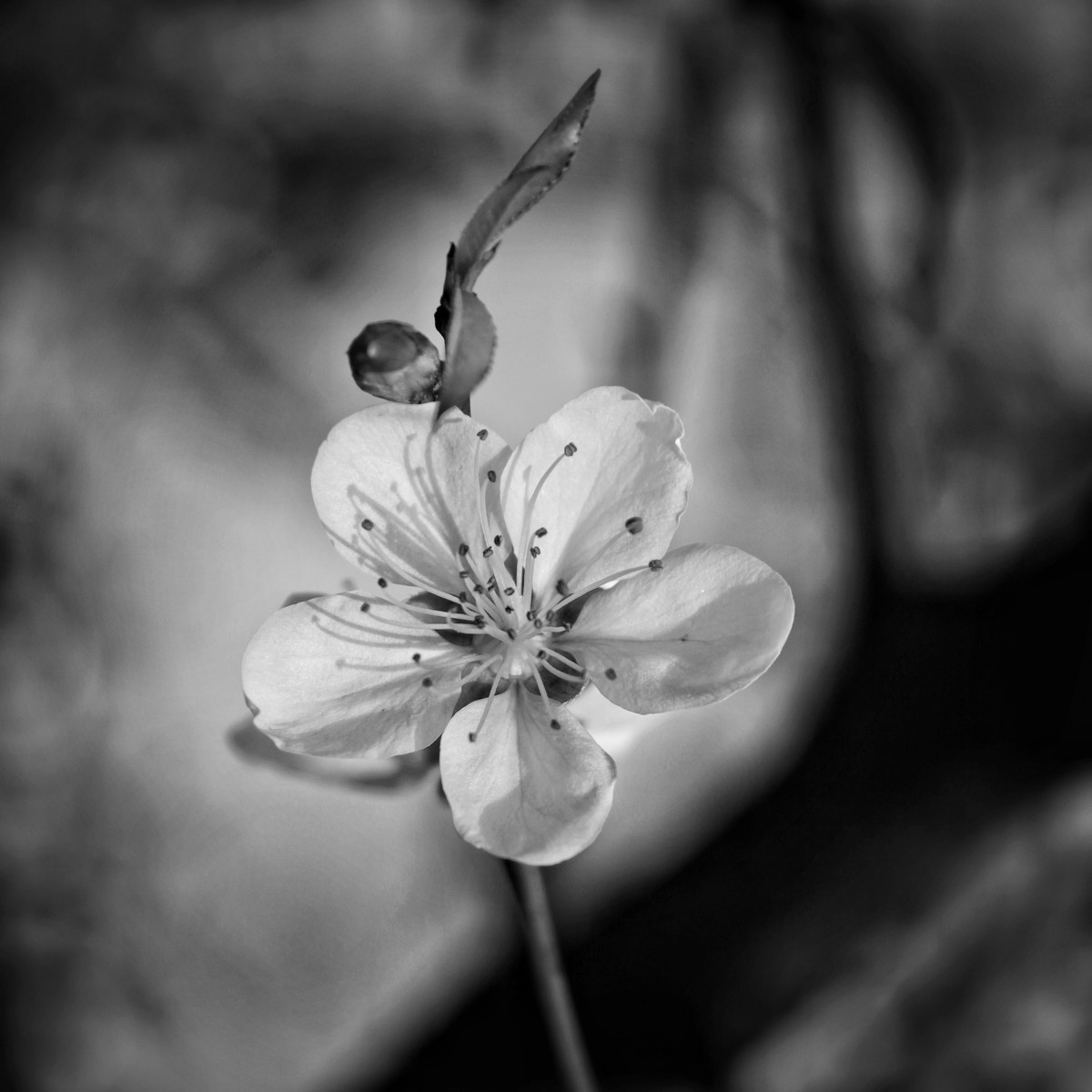 图虫黑白摄影：桃花劫