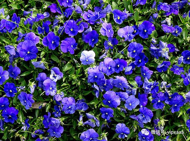 这28种蓝色的花见过5种算你厉害，见过10种请接受膜拜！