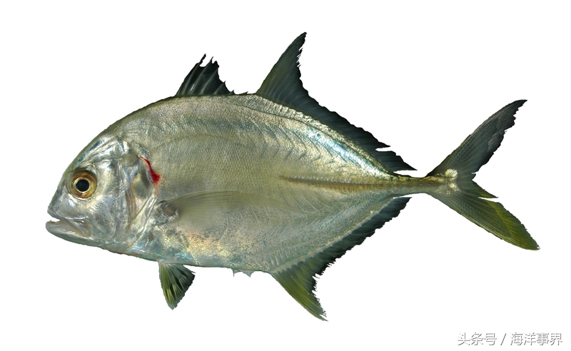 常見(jiàn)的海鮮你都知道名字嗎？（大型魚(yú)篇）