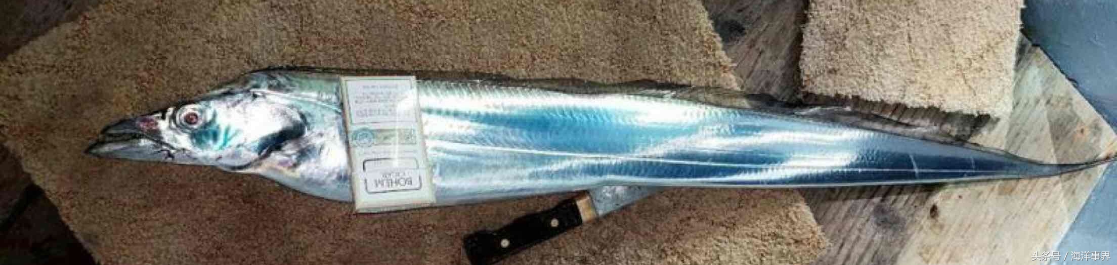 常見(jiàn)的海鮮你都知道名字嗎？（大型魚(yú)篇）