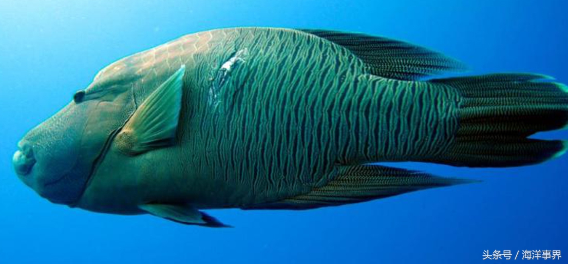 常見(jiàn)的海鮮你都知道名字嗎？（大型魚(yú)篇）