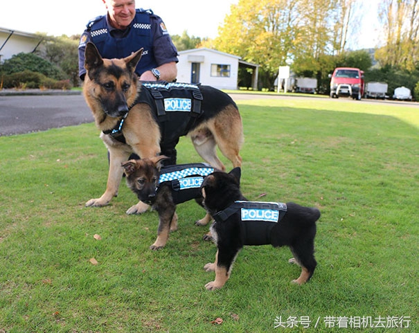 最萌小狗图片(那些刚刚上任的小警犬，萌死人不偿命)