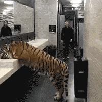 在洗手间里突然发现一只老虎该怎么办？