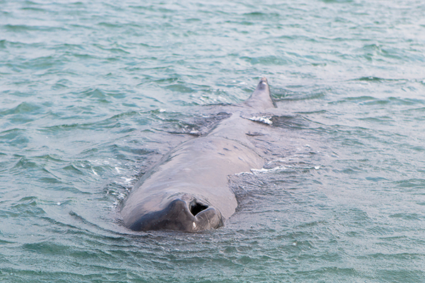 直击｜深圳海域抹香鲸已完全搁浅，“将让其自然死亡”