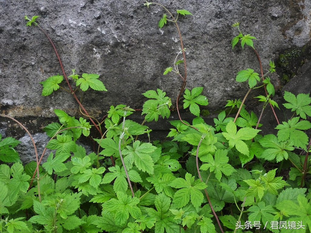 葎草【别名】拉拉藤,拉拉秧,五爪龙,簕草,大叶五爪龙,拉狗蛋,割人藤