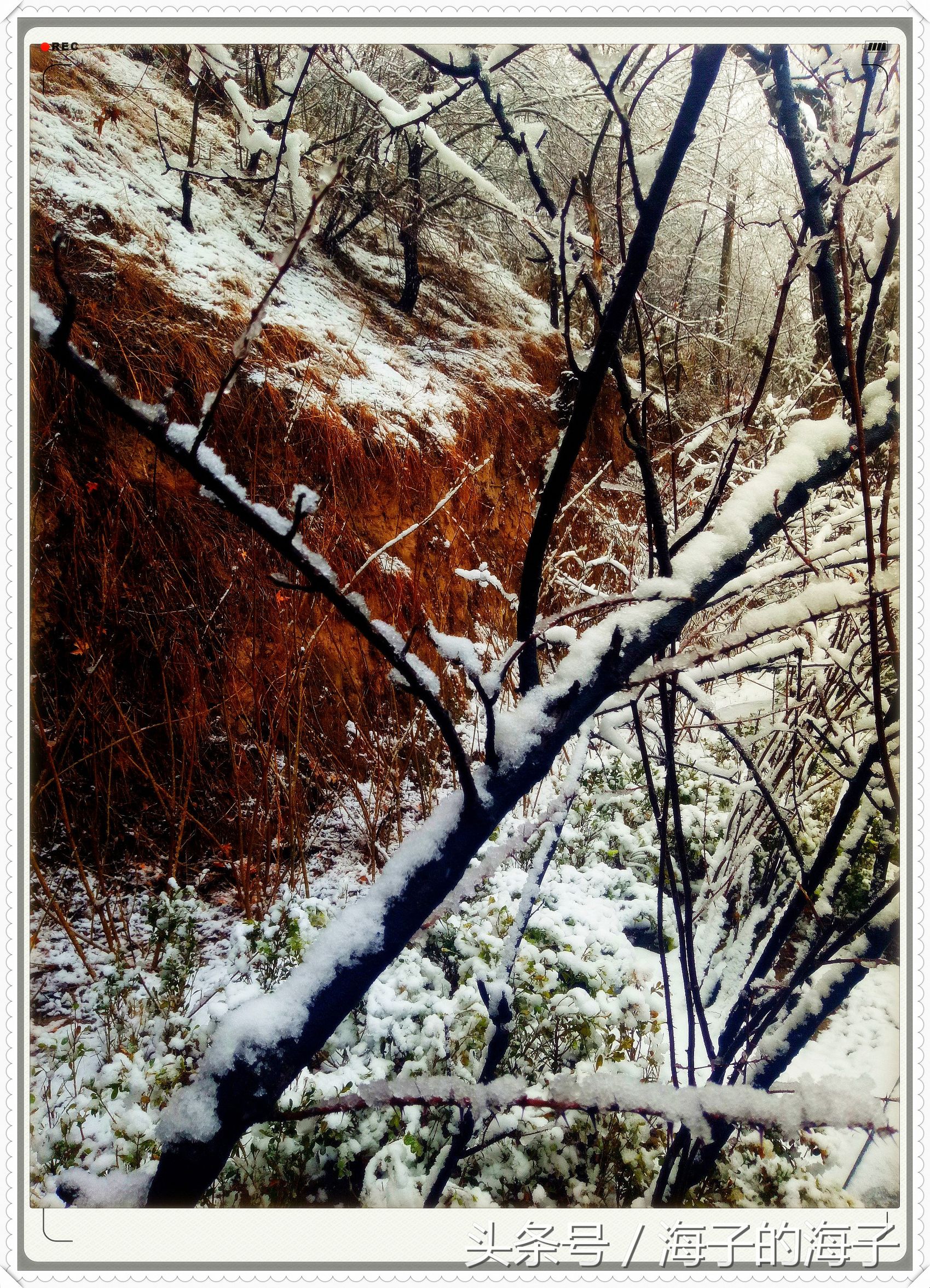 " not be wintry negative snow, however Xue Lianchun " of the affection in snow 1 " my heart flies upwards "