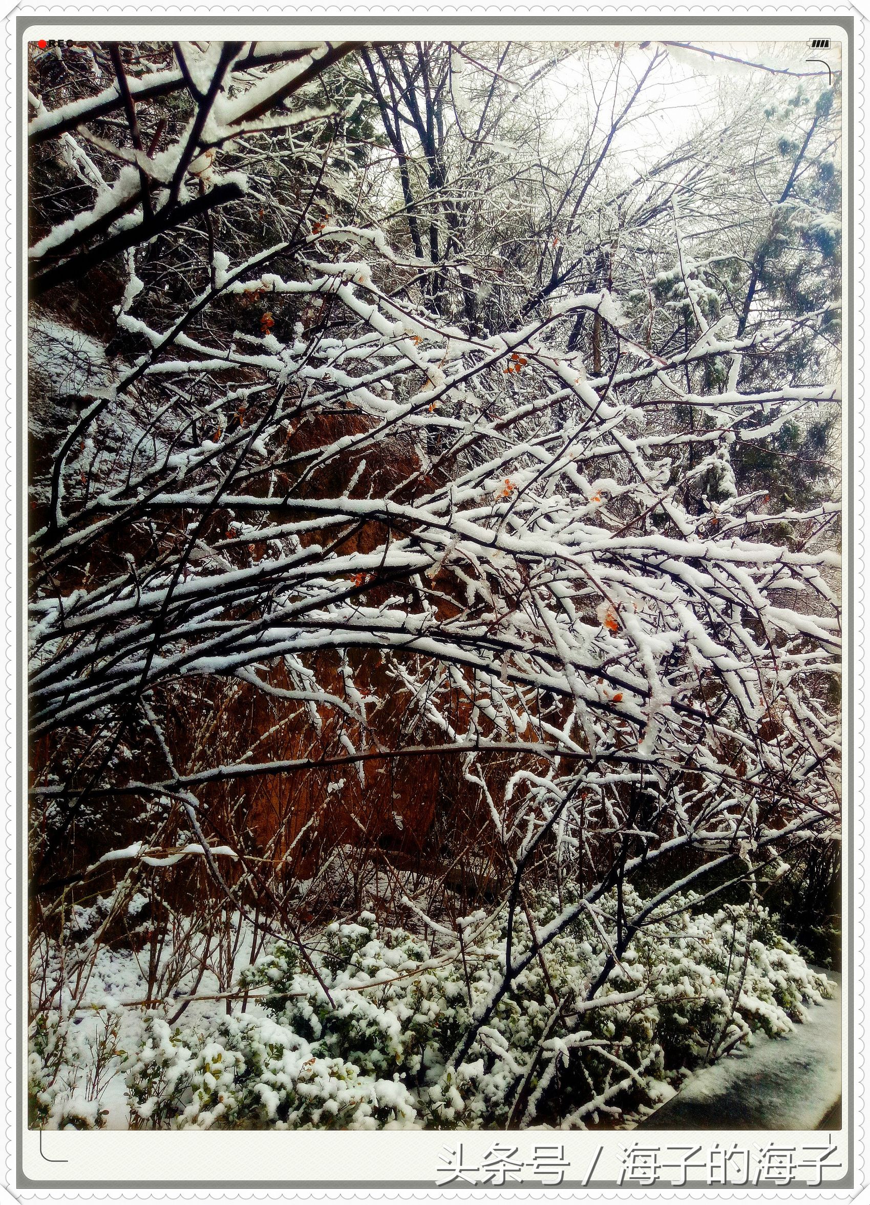 " not be wintry negative snow, however Xue Lianchun " of the affection in snow 1 " my heart flies upwards "