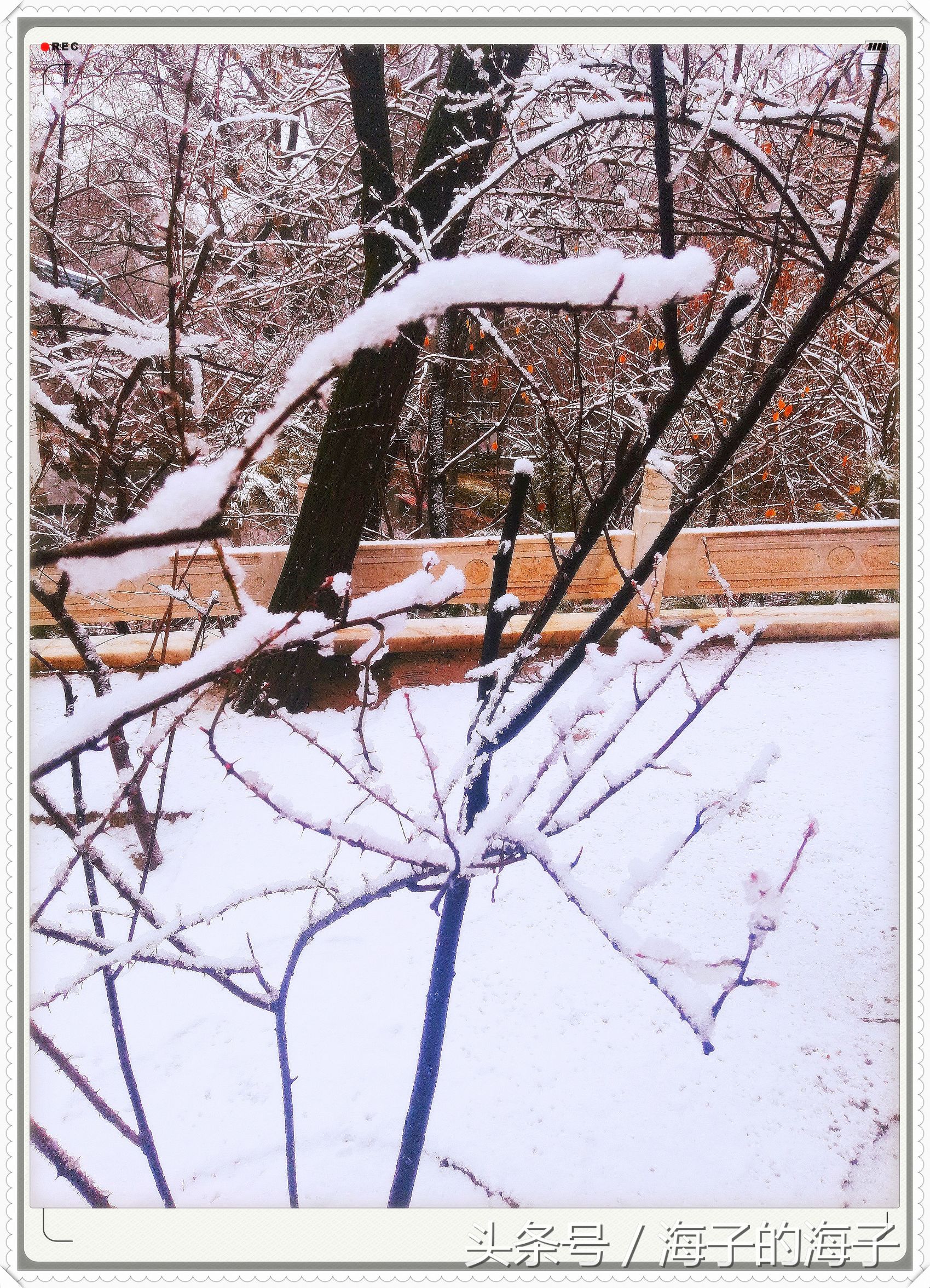 " not be wintry negative snow, however Xue Lianchun " of the affection in snow 1 " my heart flies upwards "