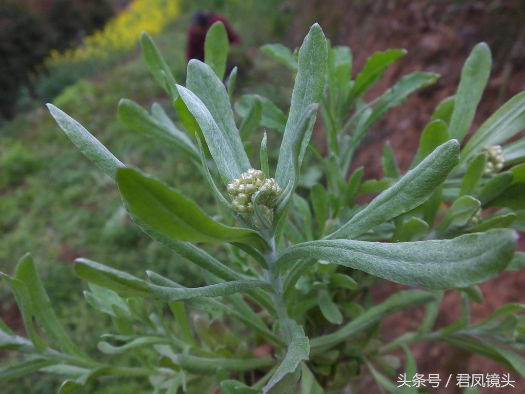 鼠曲草又名猫耳朵草（入药主治咳嗽哮喘高血压）