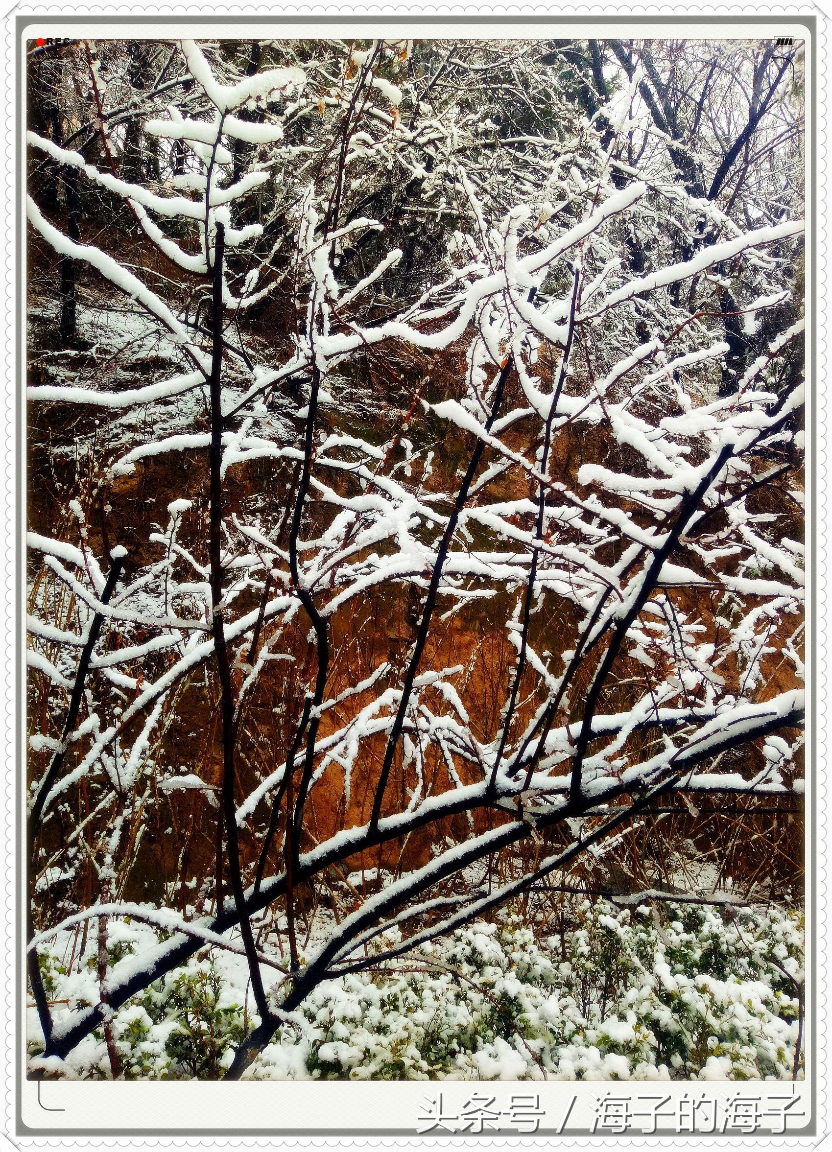 " not be wintry negative snow, however Xue Lianchun " of the affection in snow 1 " my heart flies upwards "