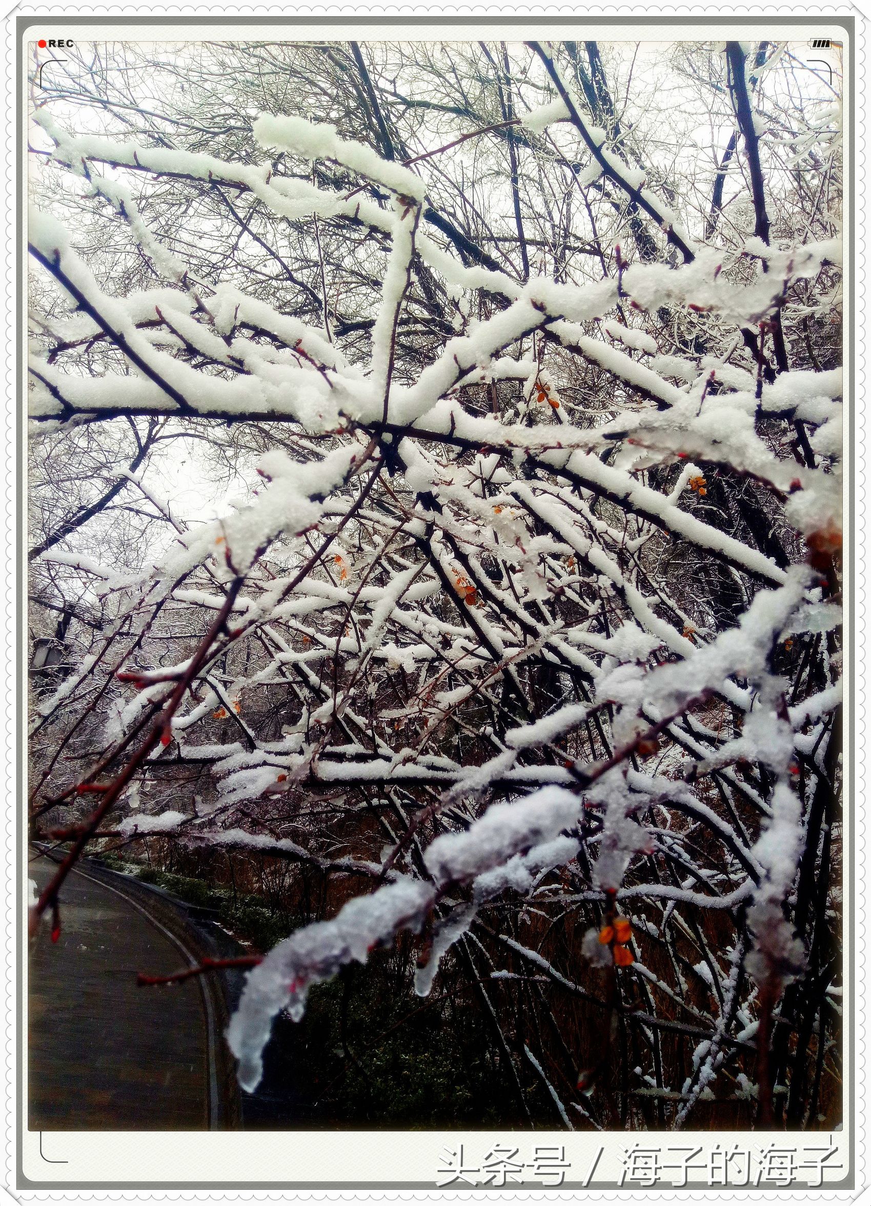 " not be wintry negative snow, however Xue Lianchun " of the affection in snow 1 " my heart flies upwards "