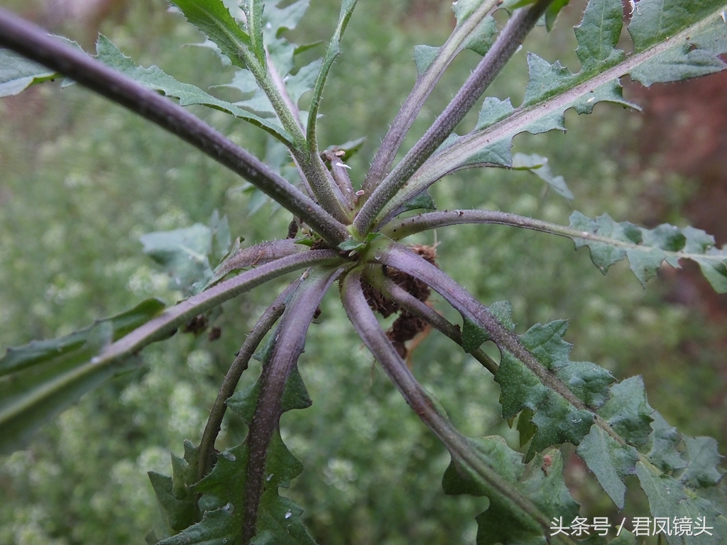 湖北宜昌：荠菜开花啦