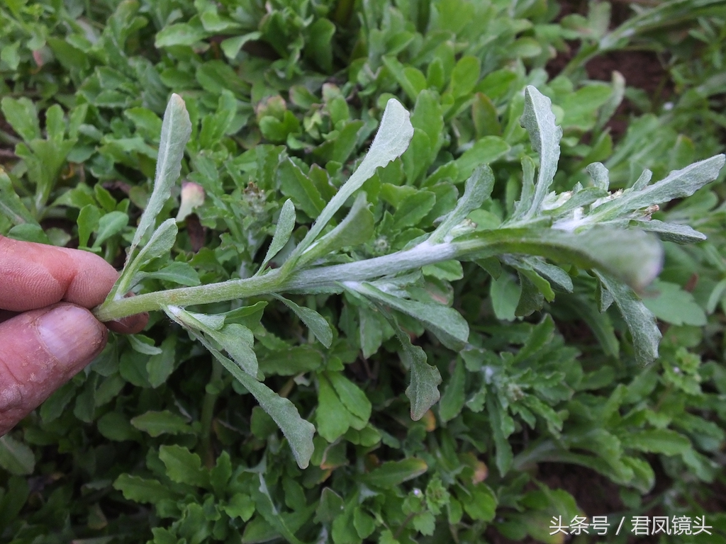 (3)治蠶豆病:清明菜30克,車前草15克,鳳尾草15克,茵陳30克,水煎服,加