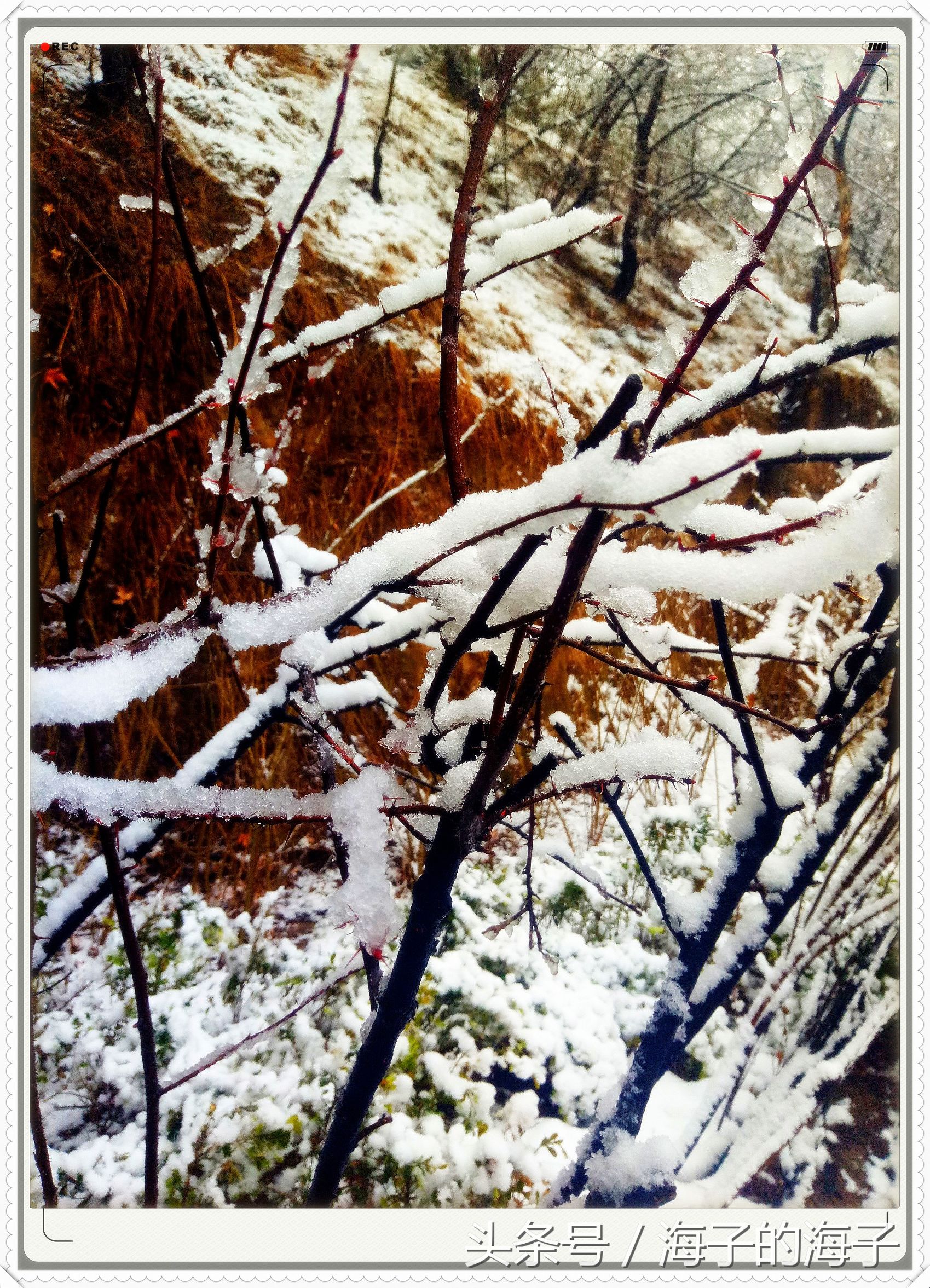 " not be wintry negative snow, however Xue Lianchun " of the affection in snow 1 " my heart flies upwards "