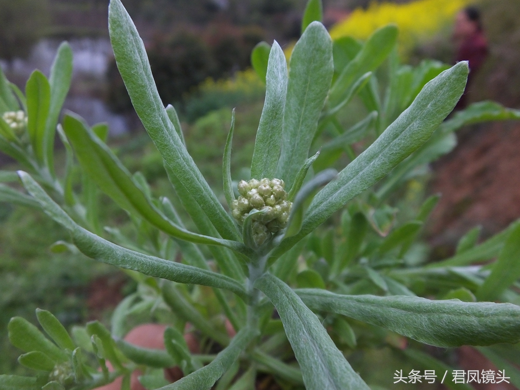 大耳朵毛野菜学名图片