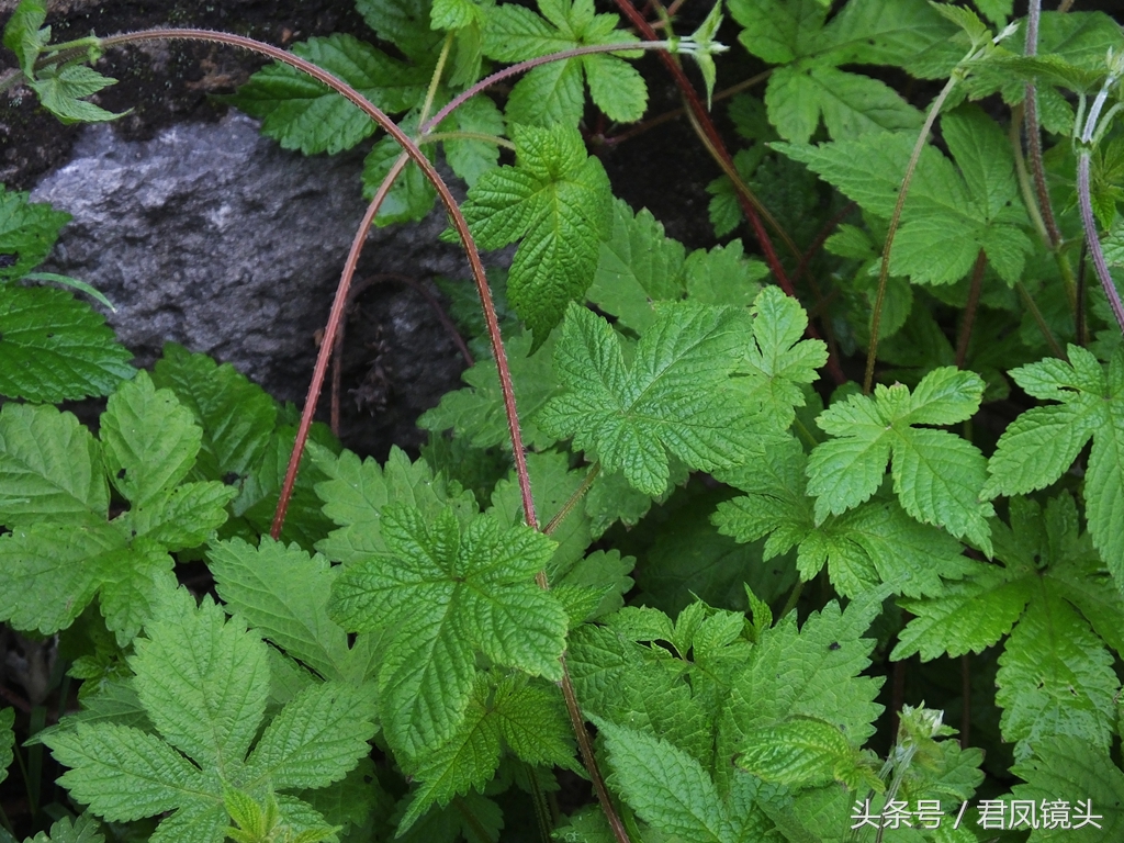 拉拉藤的功效与作用(详解拉拉藤的药用价值)