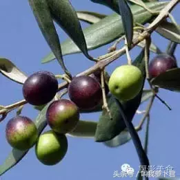 史上最全养生强肾食材宝典 食材宝典 第32张 史上最全养生强肾食材宝典 食材宝典 第32张