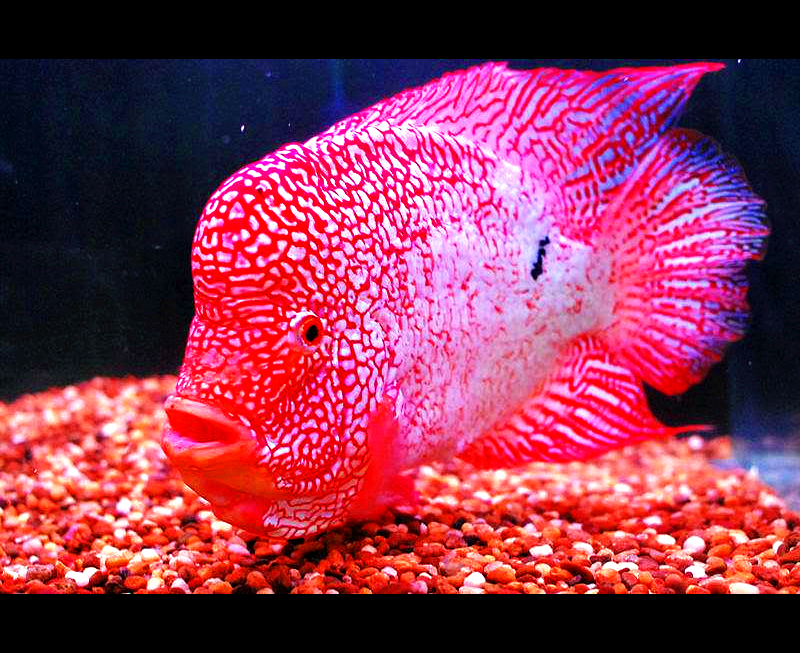 红德萨斯罗汉鱼图片