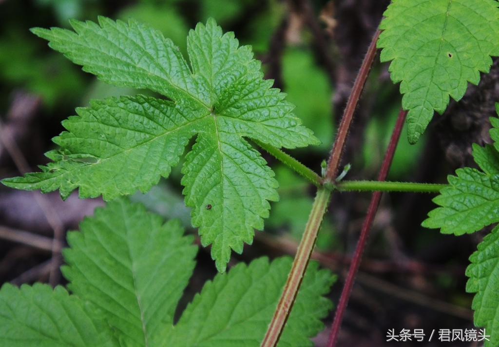 拉拉藤的功效与作用(详解拉拉藤的药用价值)