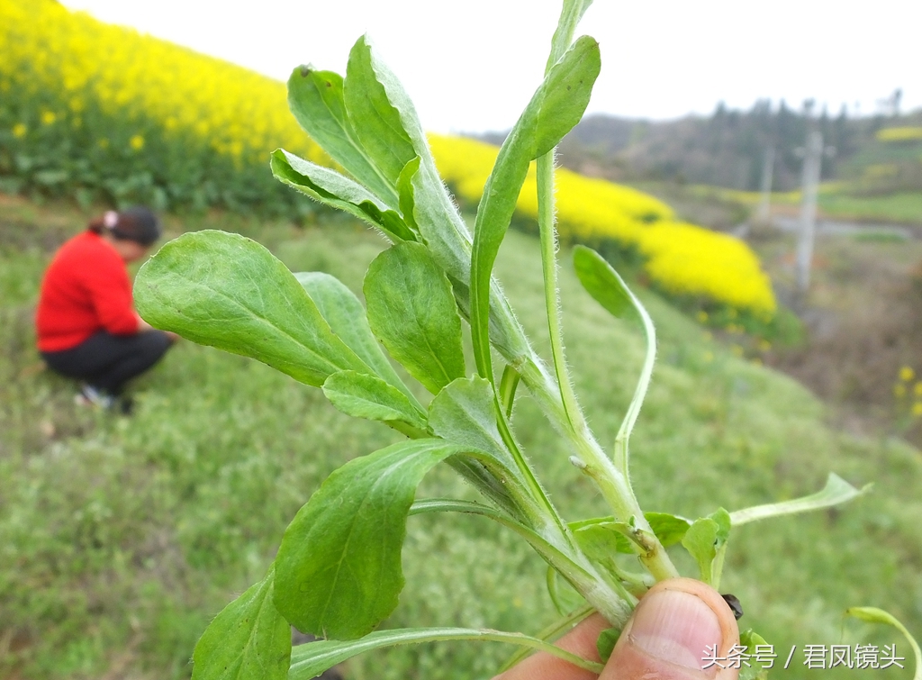 鼠曲草的功效与作用,鼠曲草的功效与作用及食用方法