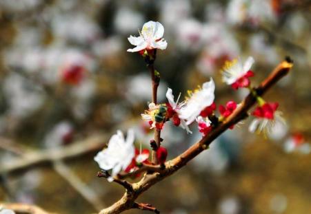 春寒料峭，坐个专列去吐鲁番和伊宁赏花可好？