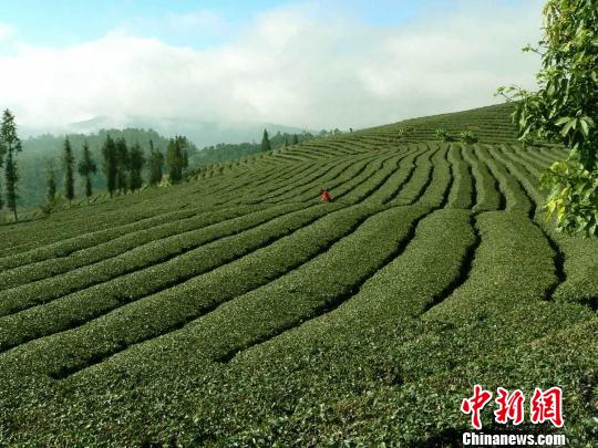 云南将举办中国普洱茶节 东南亚南亚茶商共谋合作