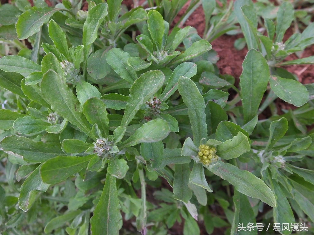 鼠曲草的功效與作用,鼠曲草的功效與作用及食用方法