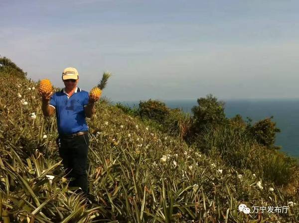 The seaside that boils in dragon picks pineapple is bright exploded really! 