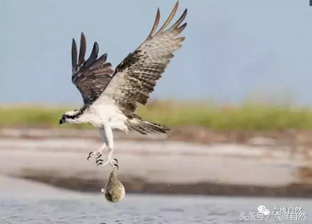 鱼鹰叼着一鱼飞在空中,这鱼不断变大吓得鱼鹰赶快抛开