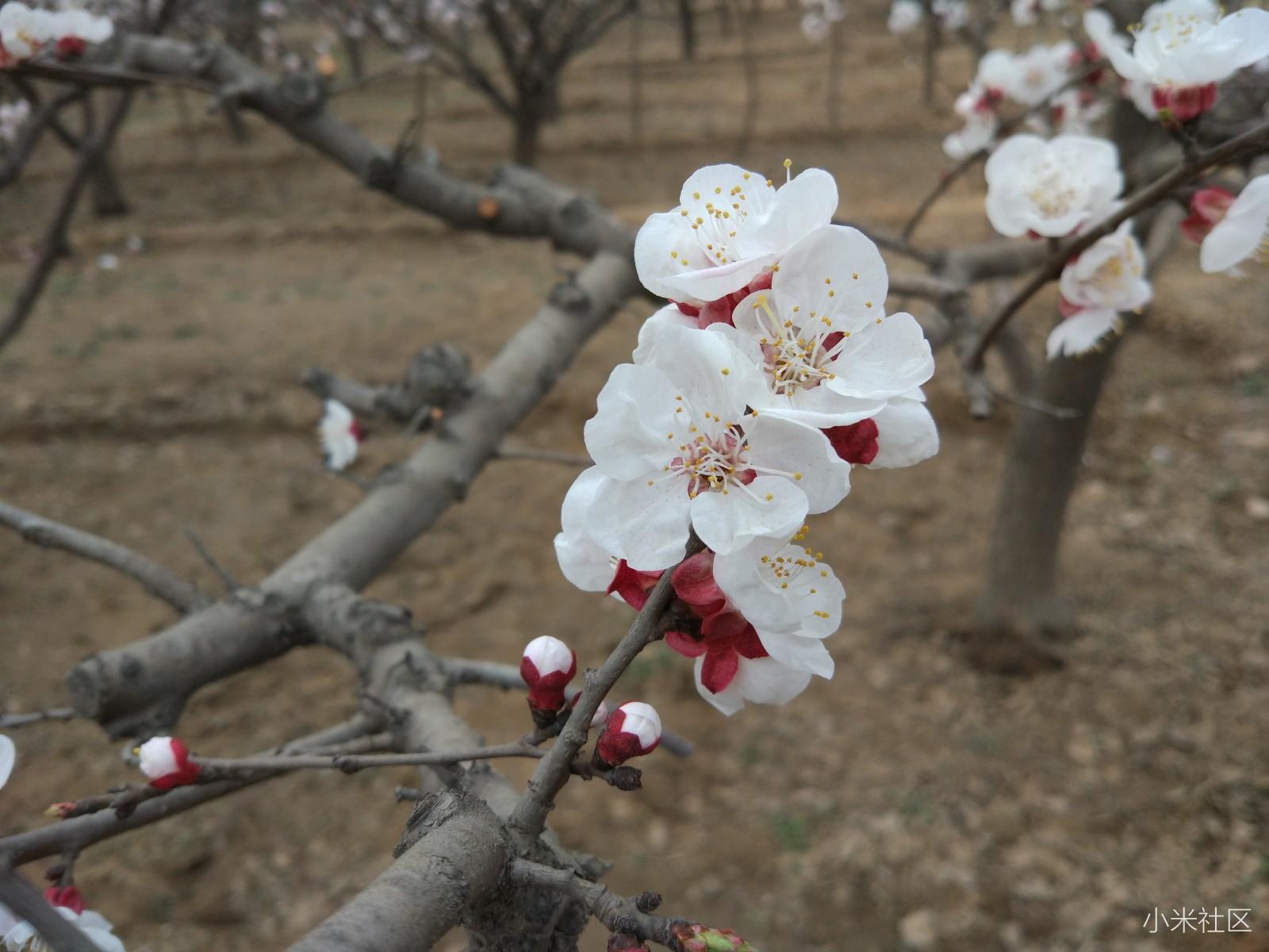 小米5c开箱—普通米粉带你走进“芯”国货