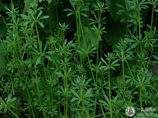 不看华为吹牛逼，摄影老司机亲测荣耀V9黑白双摄