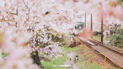 苏州四月，赴一场不一样的樱花盛宴！快来打卡你的愿望清单吧！