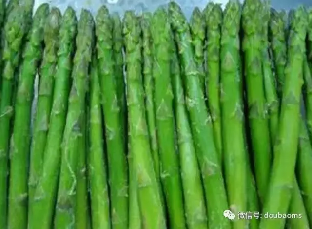 芦苇笋可以吃吗芦苇笋的吃法是什么