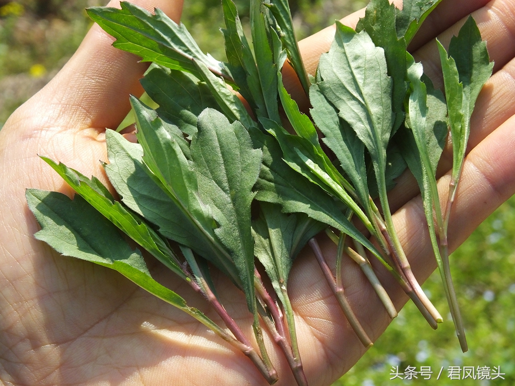 马兰头的功效与作用(一种可以治咽炎肝炎肠炎的神奇草药)