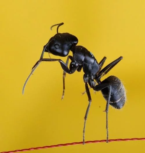 神奇的黑蚂蚁，保健养生之宝