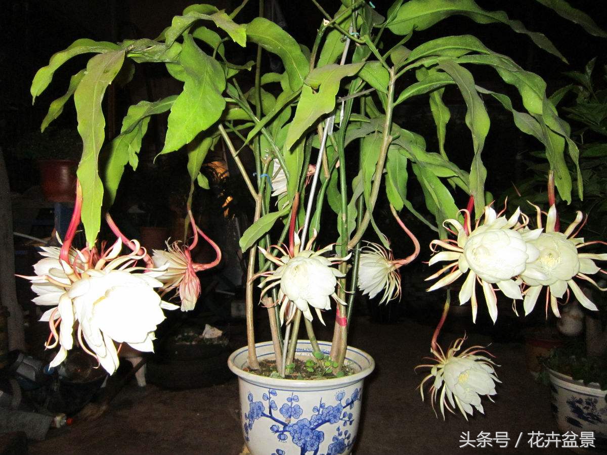 人家的昙花一年开四次 你养的昙花四年开一次 区别在哪里 家居 蛋蛋赞