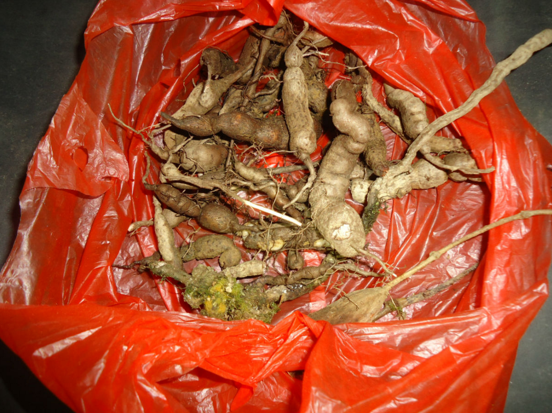 农村大叔种植"药王",一亩地居然能收益60万