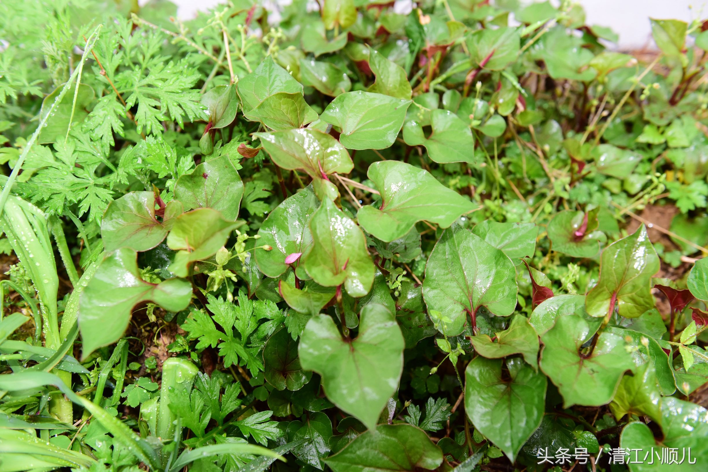 鱼腥草是折耳根吗（鱼腥草的功效作用及简介）