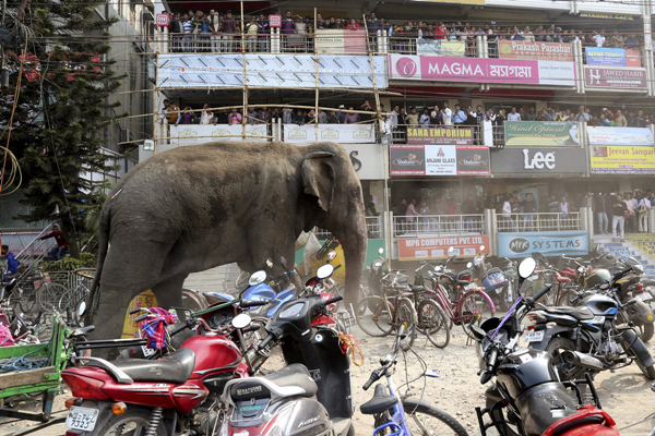 野生大象失去理智疯闯闹市街头，最后救援人员只能这样处理