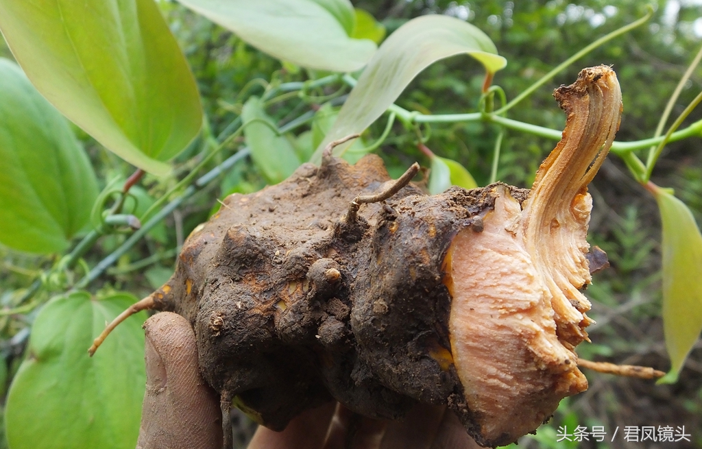 菝葜别名金刚藤 主治风湿关节痛 跌打损伤 糖尿病