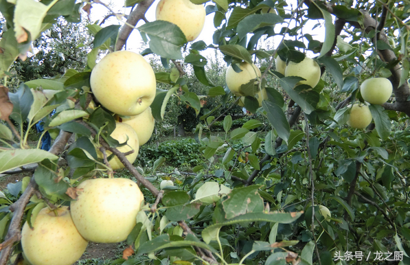 农户栽种“白”iPhone 颗产一百个，栽种3000课树，年入百万