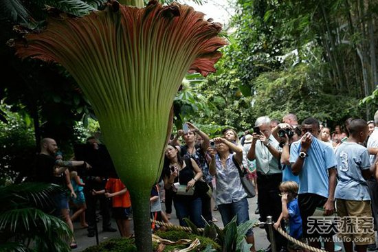 尸肉腐败的气味能吸引昆虫的前来,进而将卵产在植物中,等到昆虫发育