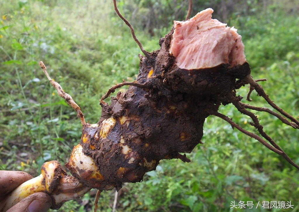 菝葜别名金刚藤 主治风湿关节痛 跌打损伤 糖尿病