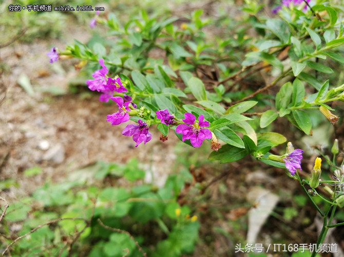 兩個(gè)星期真實(shí)體驗(yàn)，你購(gòu)買(mǎi)前提議閱讀文章 榮譽(yù)V9這幾個(gè)方面給你欲罷不能