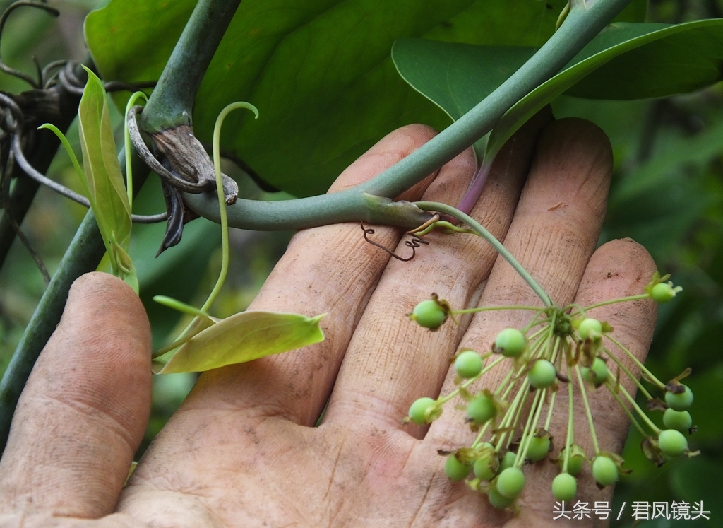 菝葜根狀莖與